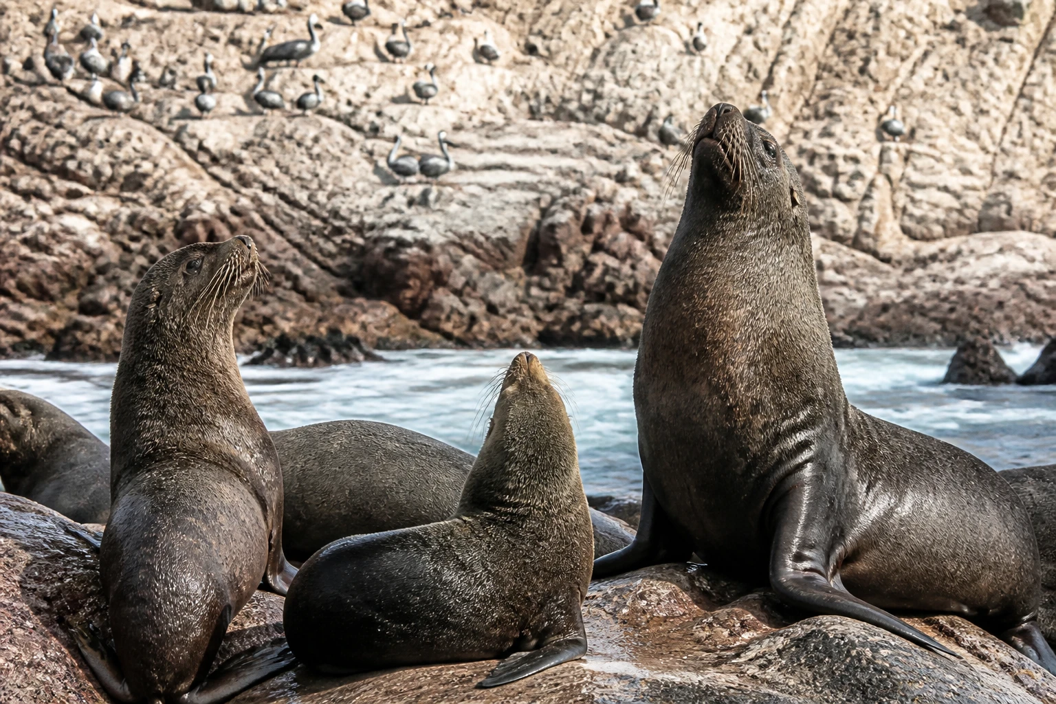 Marine mammals and seabirds on rocks near the Palomino islets